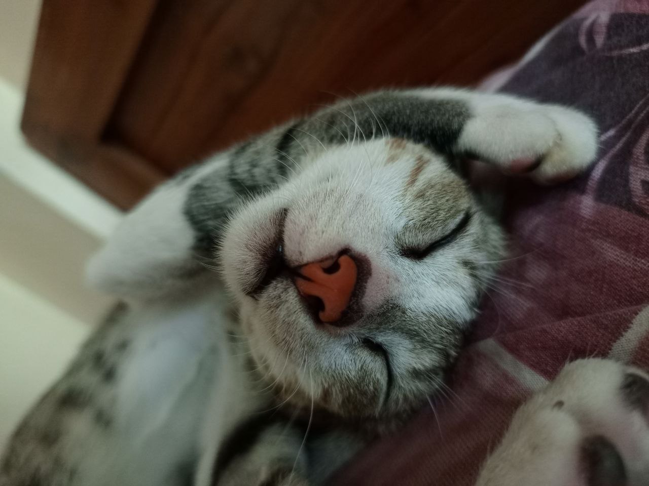 Cat Sleep 1